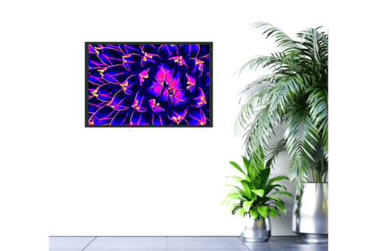 Picture of close up of succulent plant, bright blue, purple, pink and yellow, hanging on a wall