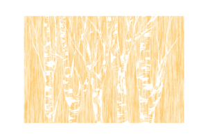 white birch trees with yellow background regular print