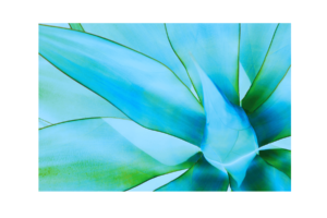 green blue aloe plant close up regular print