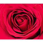 Red rose close up wall print