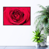 red rose close up print hanging on wall