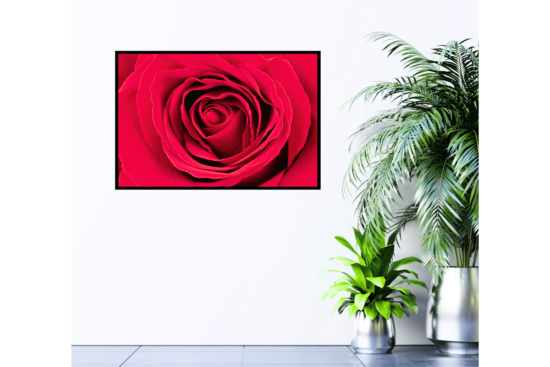 red rose close up print hanging on wall