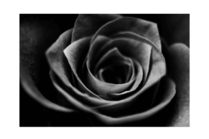 Close up of a rose, black and white regular print