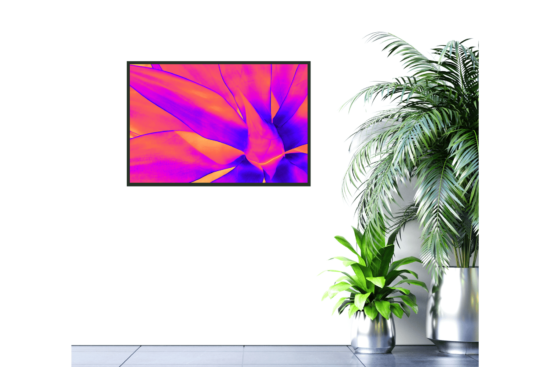close up of aloe plant, bright pink, orange, and purple, regular print on wall
