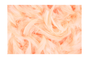 orange feathers against backdrop