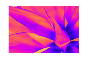 close up of aloe plant, bright pink, orange, and purple, regular print