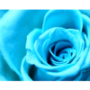 close up of blue rose wall print