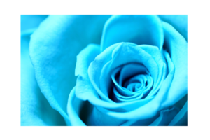 close up of blue rose wall print
