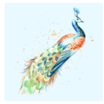 peacock with blue background regular print