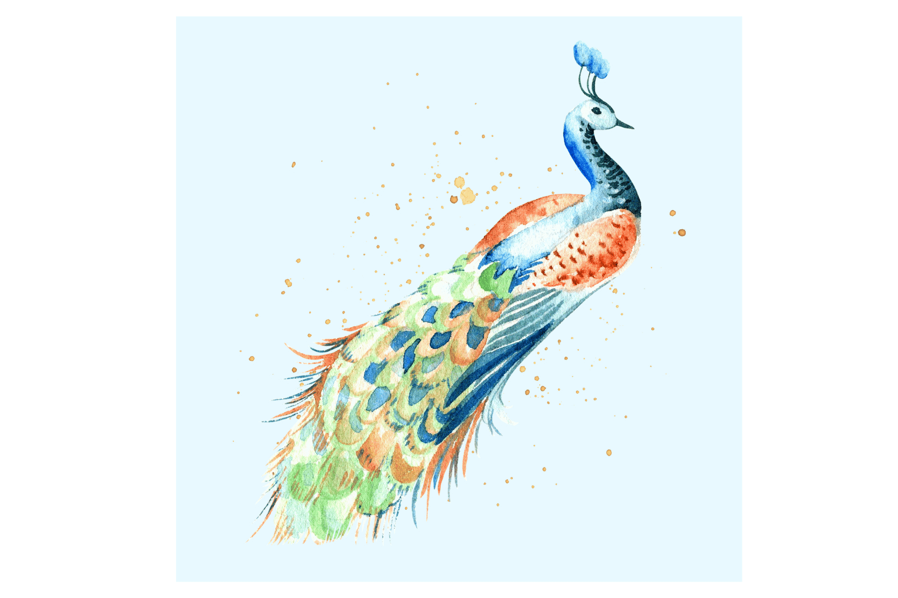 peacock with blue background regular print