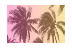 Palm trees with pink, orange, and yellow overlay print