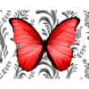 Red butterfly with black and white background
