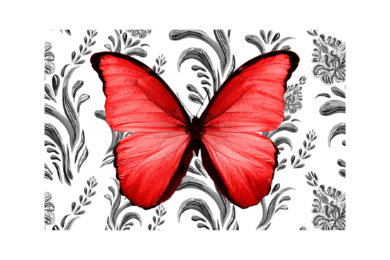 Red butterfly with black and white background