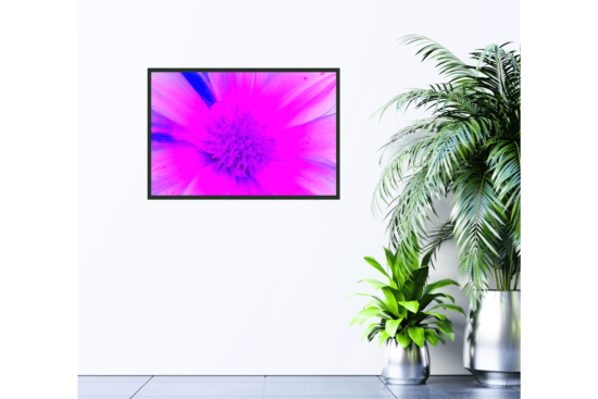 Neon pink and purple flower, up close, print hanging on wall