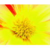 Neon yellow and red flower, up close, wall print