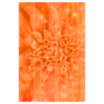 Orange flower under curtain and string of yellow lights wall print