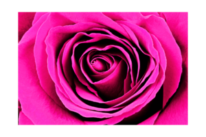 close up of a pink rose wall print