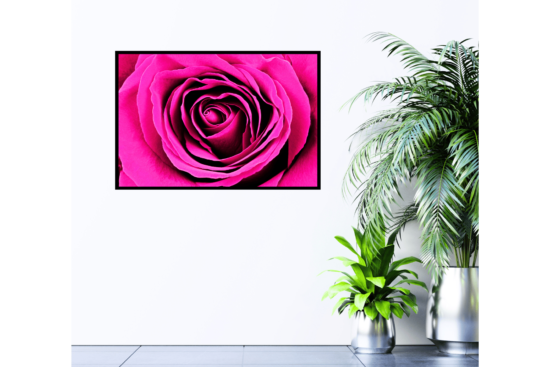 close up of a pink rose print hanging on wall