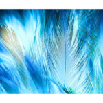 Blue feathers up close, abstract view, wall print