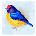 Yellow, blue, purple, and red bird with blue and gold background wall print