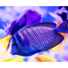 Purple and yellow fish in ocean wall print