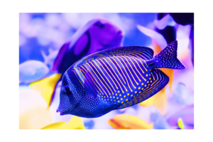 Purple and yellow fish in ocean wall print