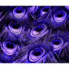 Purple-blue and brown peacock feathers up close wall print