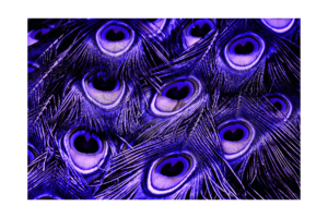 Purple-blue and brown peacock feathers up close wall print